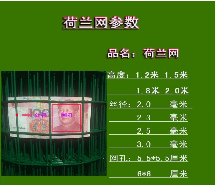 荷兰网2.jpg
